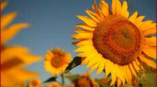 reguli pentru banii europeni subventii ue numai pentru cei care respecta mediul