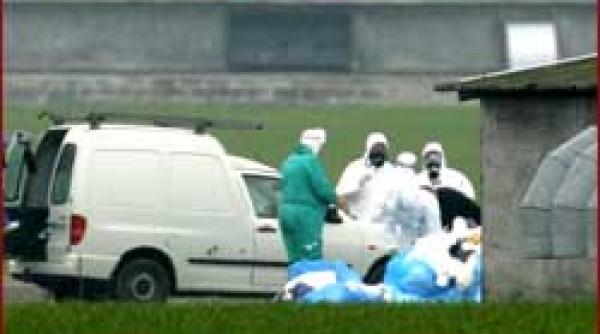 deja vu cu pui de curca