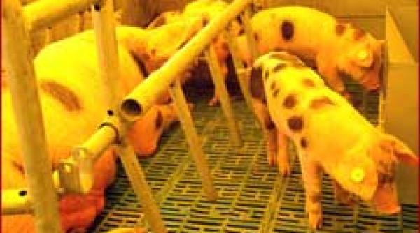 cu porcul in ue taranii trebuie sa isi faca microferme comerciale