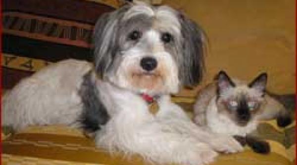 se au ca fratii animalutele lui miki nu sunt latino