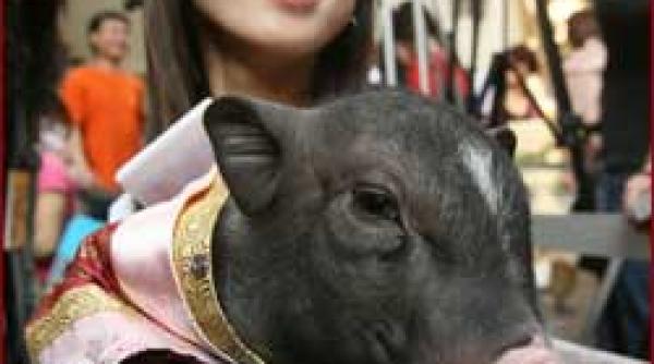 xin nian hao suntem in anul porcului