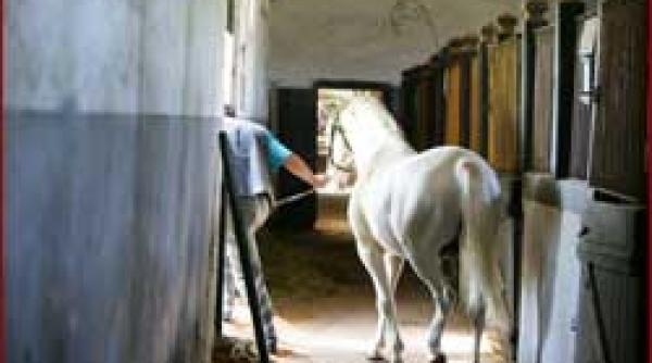 licitatie pentru dotarea cailor microcipuri de 2 4 milioane euro