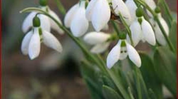 martisor magia calda a unui suras
