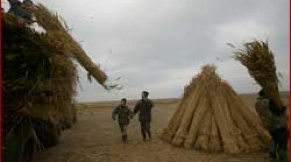 scandalos ilegalitati penale la apogeu in delta