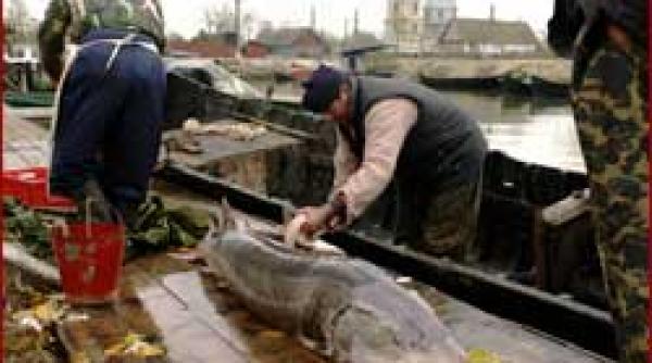 decizie de instanta prohibitia la sturioni continua