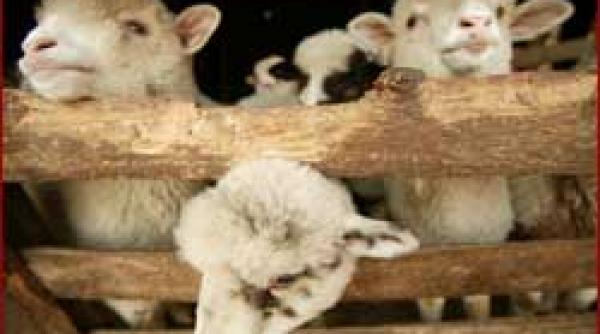 paradox viata carlanilor autohtoni prelungita de lipsa cerceilor