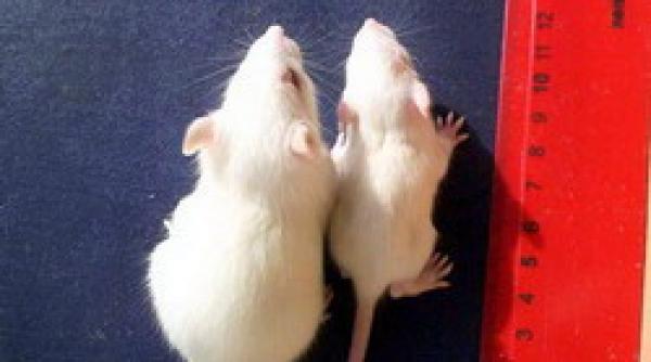 alimentele modificate genetic un risc pentru sanatate