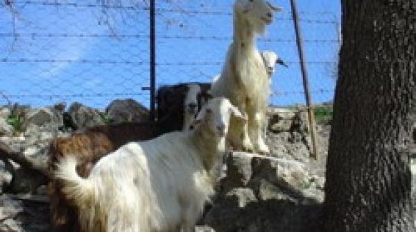 psihoza nevroza sau perversiune cehii prefera caprele in locul lui freud