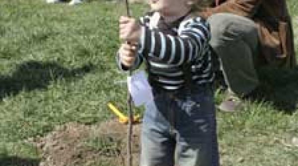 verde pentru viata teii puii parcului titan