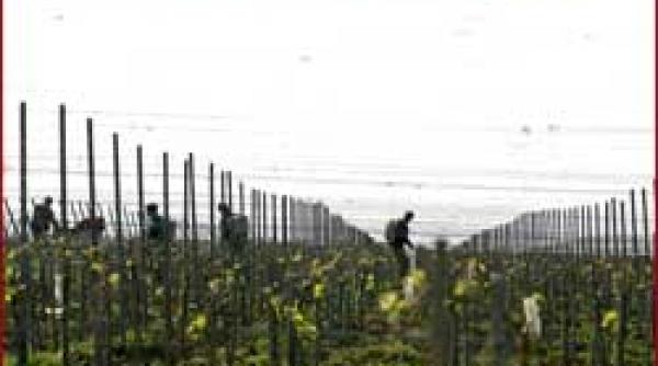 revolutia vinului in satul oprisor