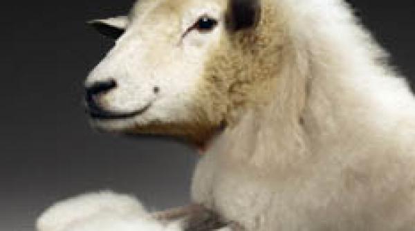 dilema japoneza caniche sau miel