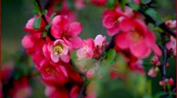 vine armindenul 1 mai sarbatoarea primaverii