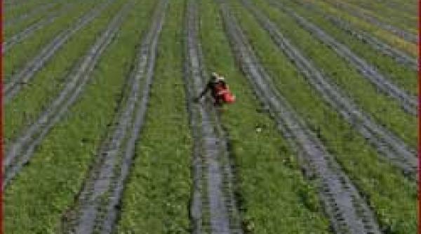 raport greenpeace romania cotropita de omg