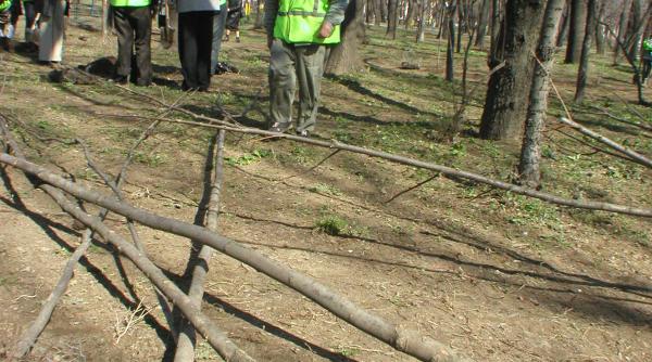 pomi plantati in jurul capitalei
