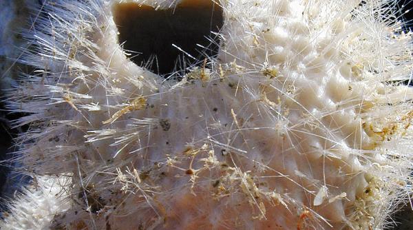 descoperiri oceanul antarctic mult mai viu