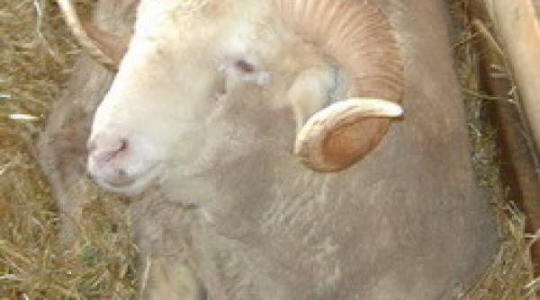 pierdut in spatiu un cioban a trecut granita din greseala