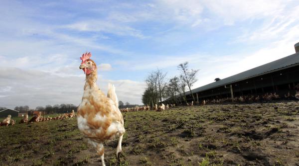 agricultura bio creste in statistici