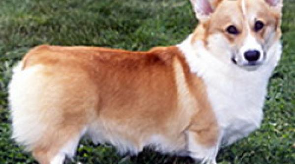 caine de rasa a 128 158 servit la pomana vulpii