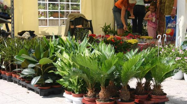 romania in cinci minute