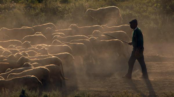conflict diplomatic cu rumegatoare