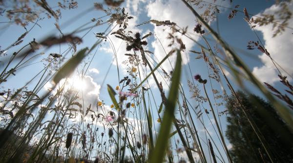 stiu sigur cine esti si cu cine te nrudesti