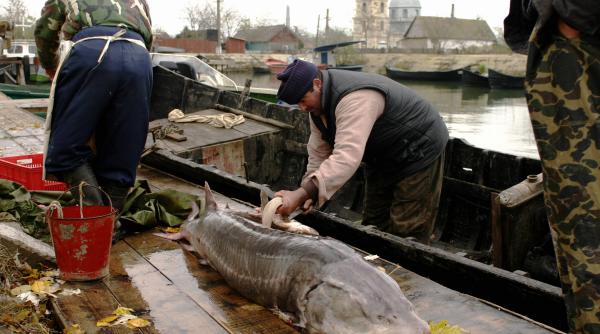 pescarii cer ridicarea prohibitiei la sturioni