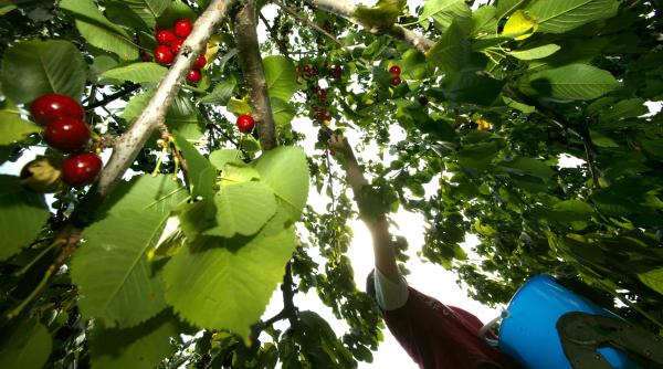 sunt in pom si pomu n aer