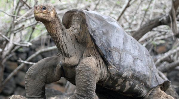 insulele galapagos disperatul george