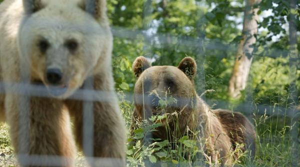 salvati ursii din captivitate