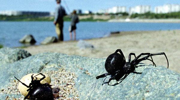 vaduva neagra vaduveste litoralul