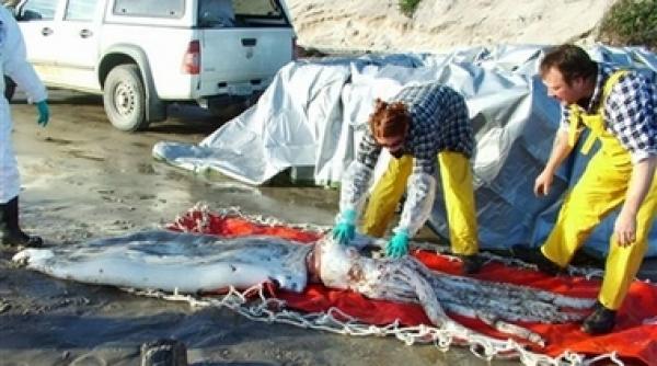 dintr o lume disparuta