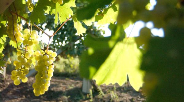 viitor tulburel pentru vinul european