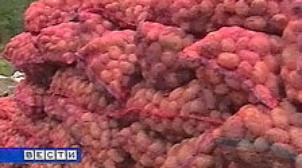 cartofi modificati genetic pe piata ue