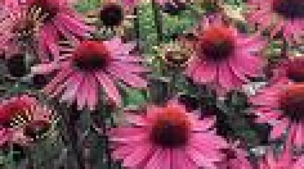 echinacea leac natural pentru a 128 152 racealaa 128 153