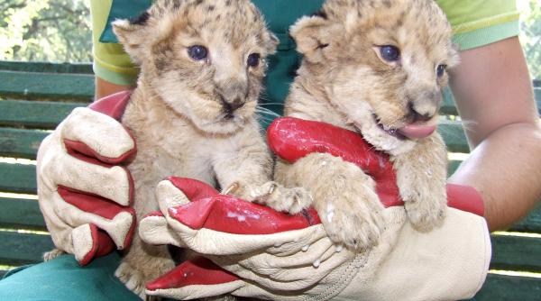 romania in cinci minute