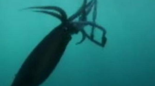 darwinismul in plina desfasurare