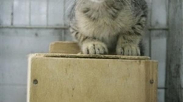 tom si jerry genisti