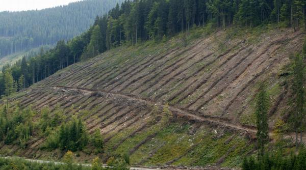 promisiuni verzi de la remes
