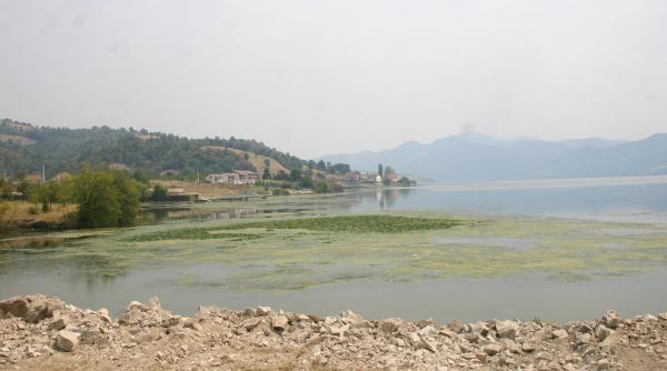 pesti morti pe dunare