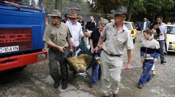 romania in cinci minute