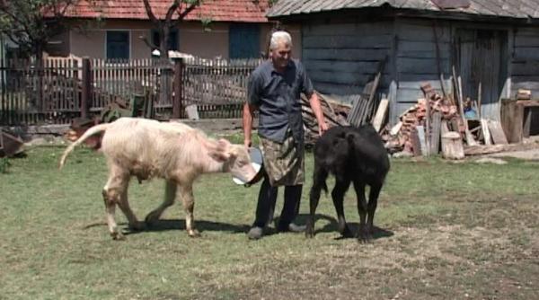 bivoli gemeni in alb si negru