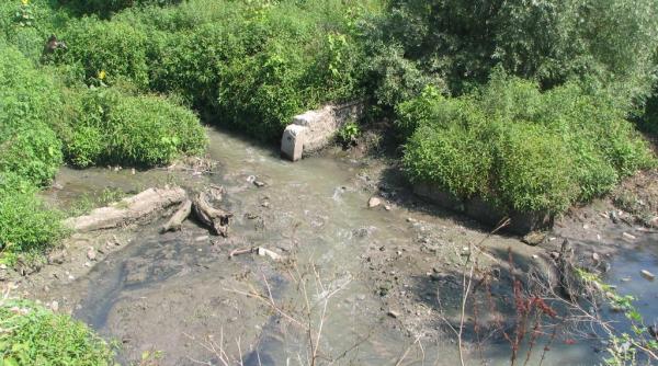 faleza de la dunare jungla severinului