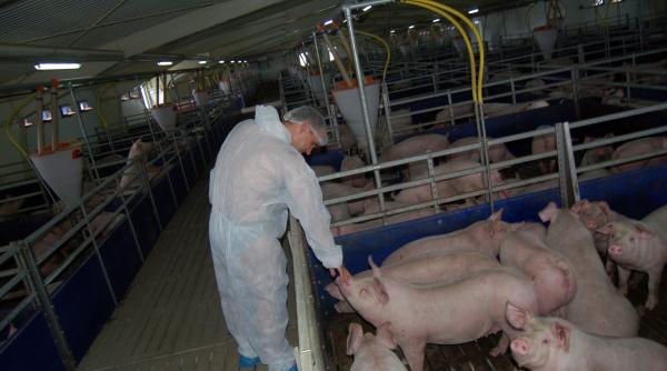 europorcul de la coarnele caprei