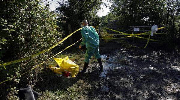 pusi pe jar de febra aftoasa