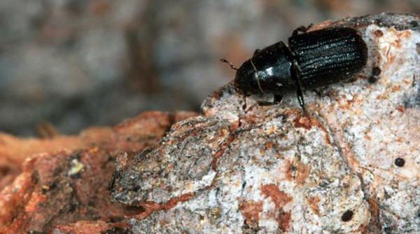 miniaturizare din cauza atmosferei