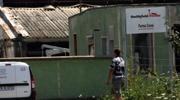 porcarii in cocina cu pesta a liderului mondial