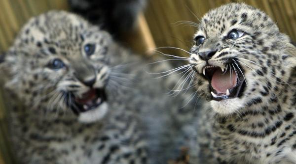 leoparzi gemeni in ungaria