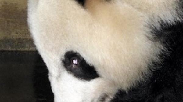 ursii panda din padurile chinei in cyberspatiu