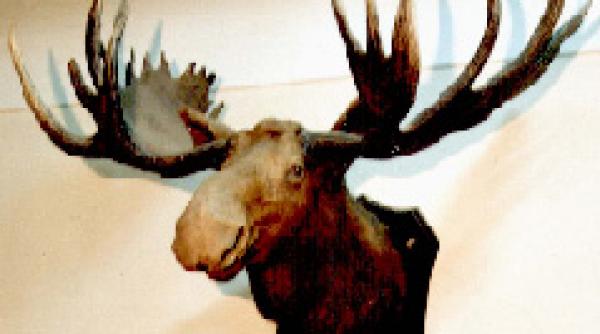 elanul cum sa vanam incalzirea globala