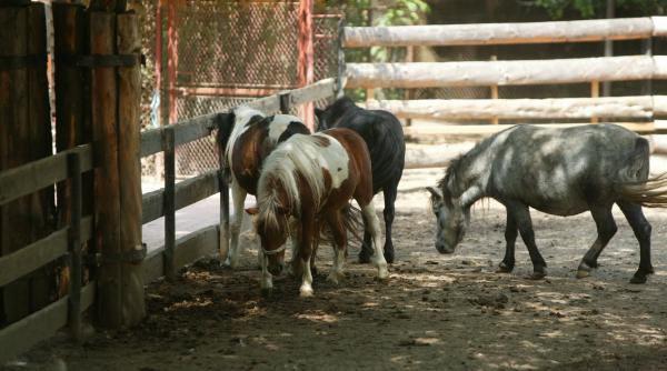gradinile zoologice din tara au spatii prea mici